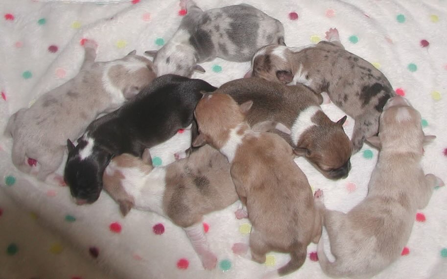 CaliRats Toy Rat Terriers | Atlanta TX
