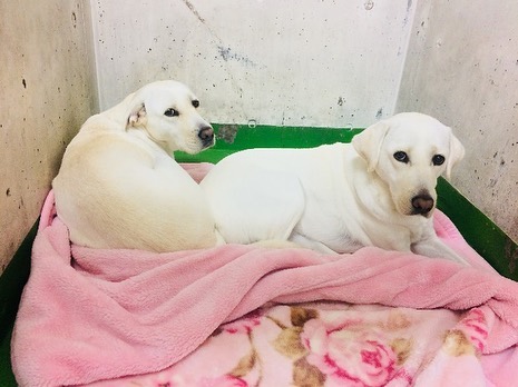 公益財団法人 東日本盲導犬協会 犬舎の犬たちの頭数は流動的なので 相性などを考慮しつつ相部屋をお願いするときもあり Facebook