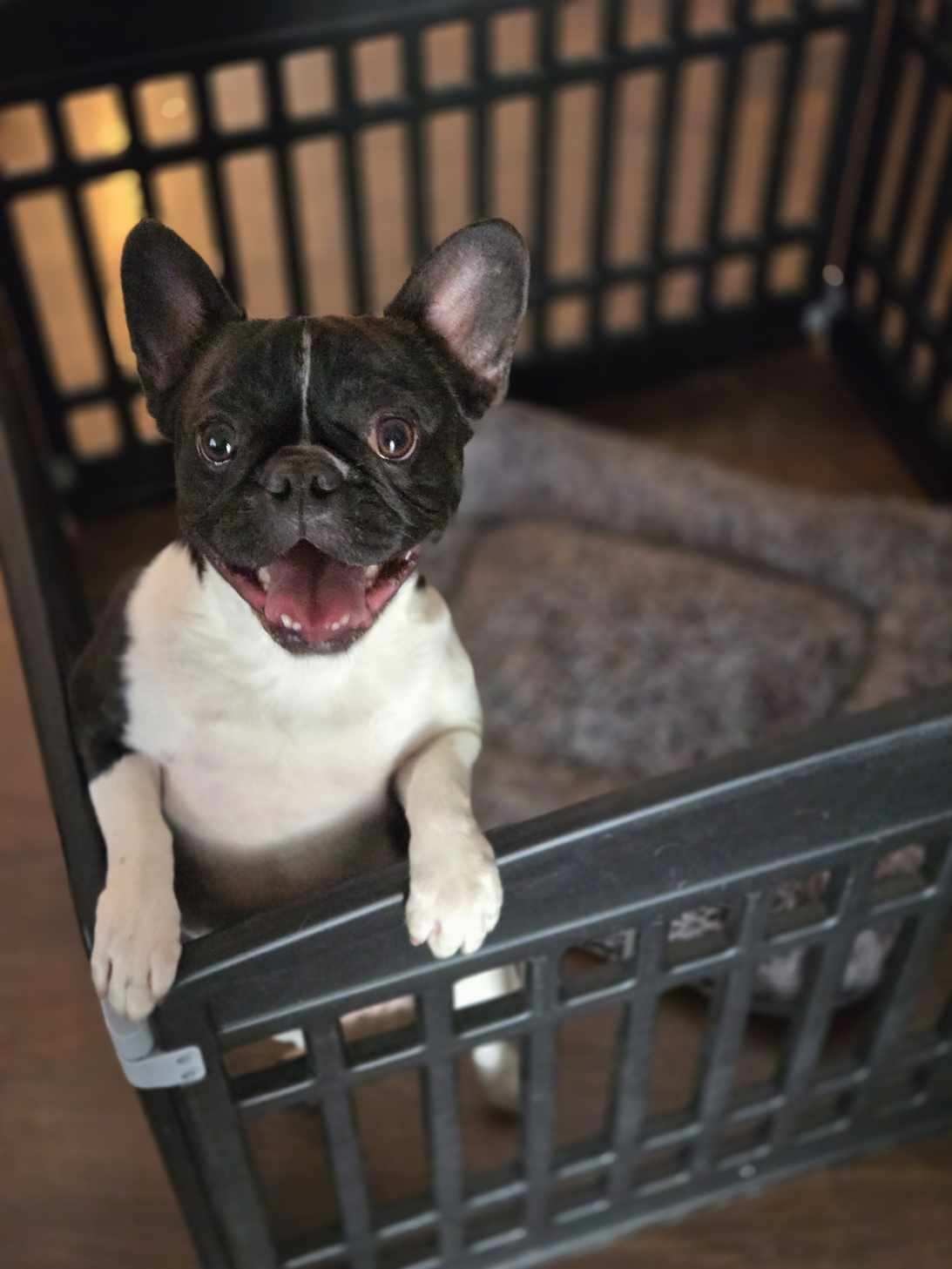 Pitiful Pups | Bixby OK