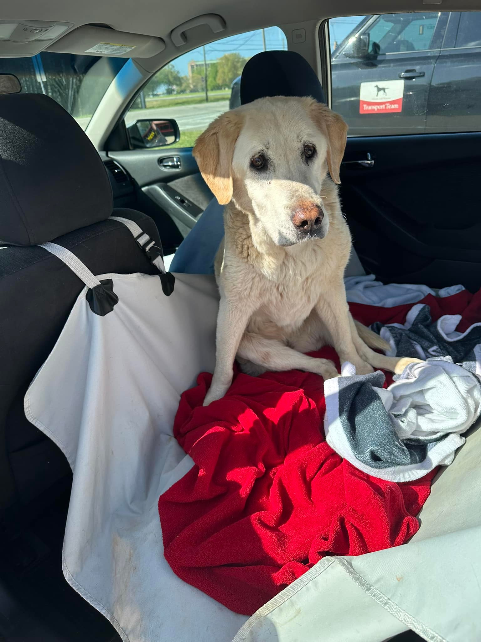 Atlanta Lab Rescue