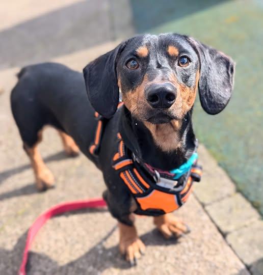 Bleakholt - This handsome chap is Ritchie. Ritchie is a Dachshund and ...