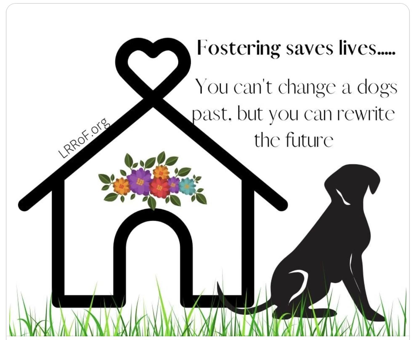 Labrad... - Labrador Retriever Rescue of Florida - Space Coast