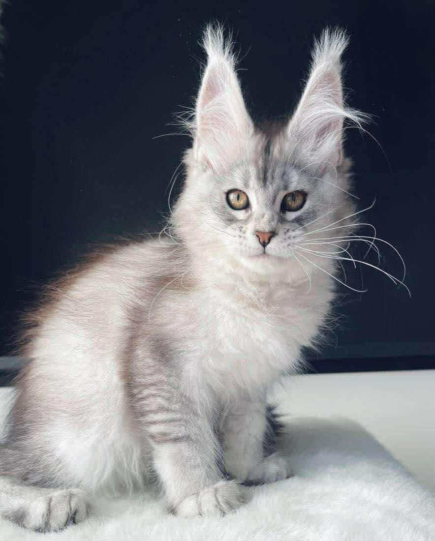 The Iron - Introducing the newest royal to our Pride: Queen Ortega ...