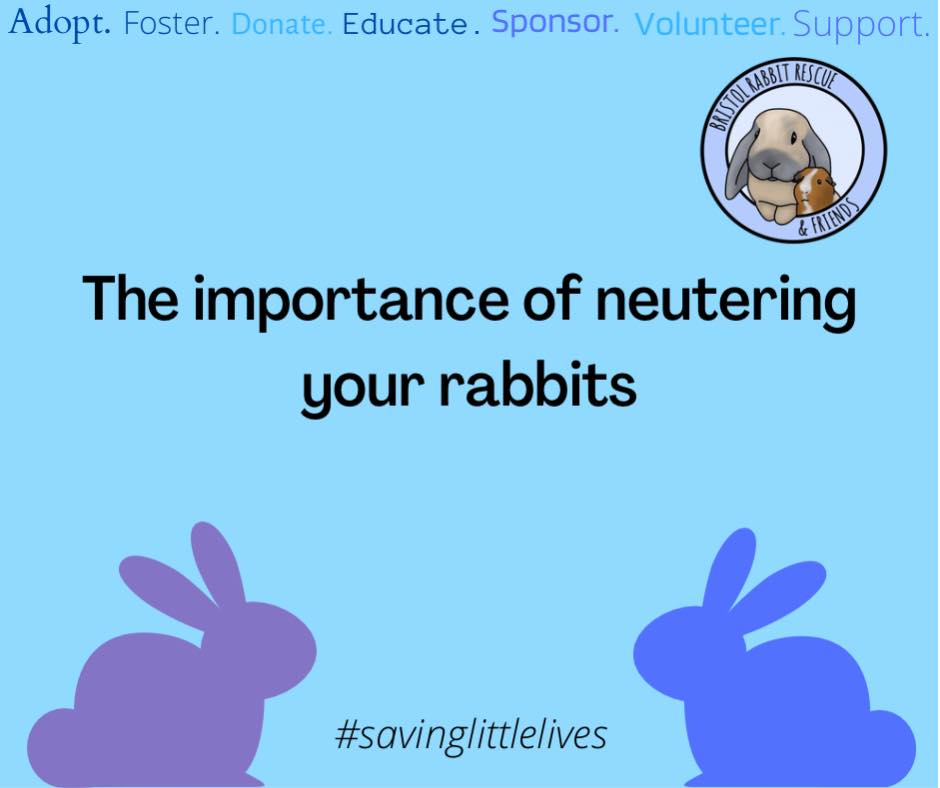 🐰 Let’s talk about... - Bristol Rabbit Rescue And Friends | Facebook