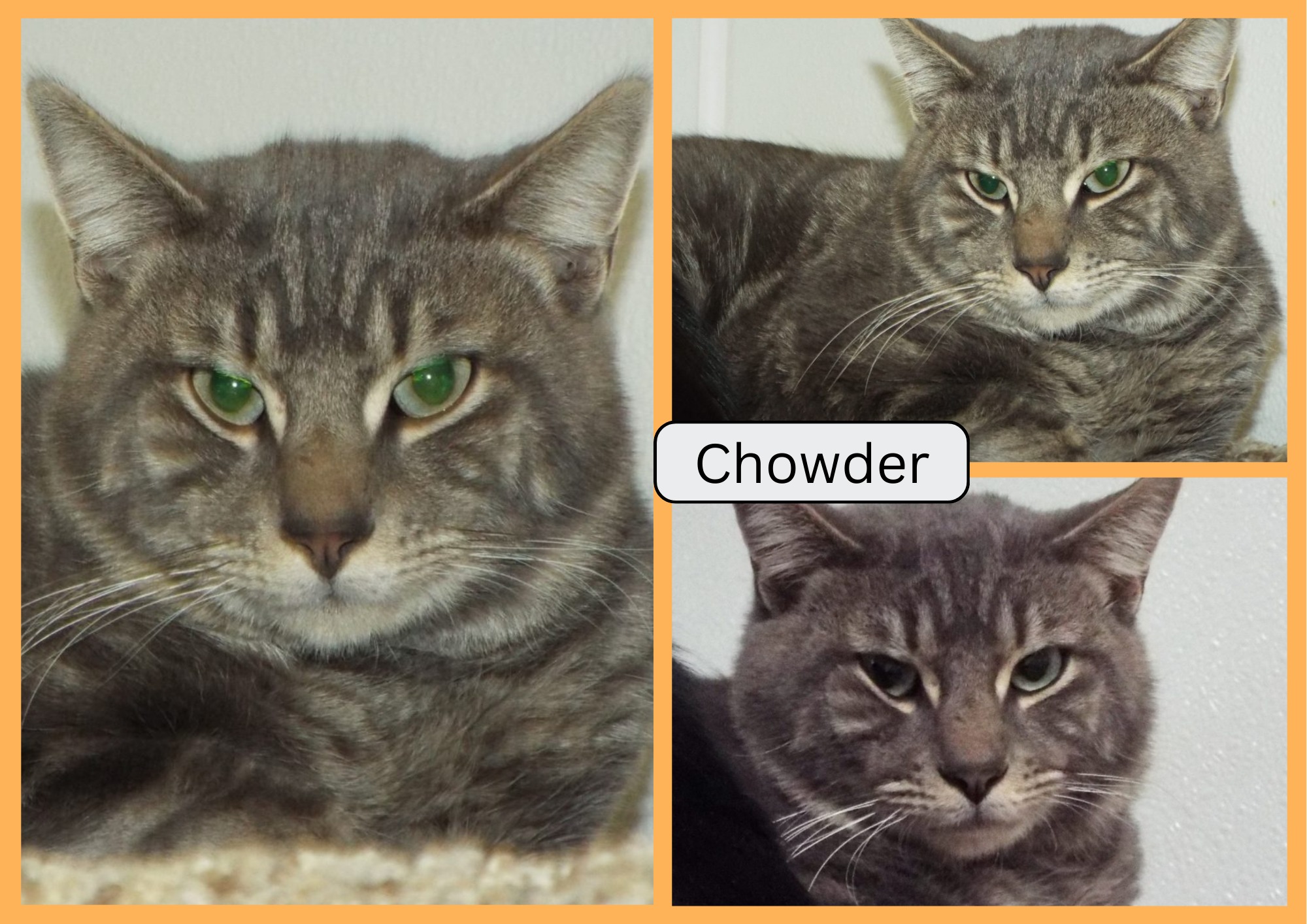 The Animal - Meet Chowder! PERSONALITY Chowder loves ear scratches and ...