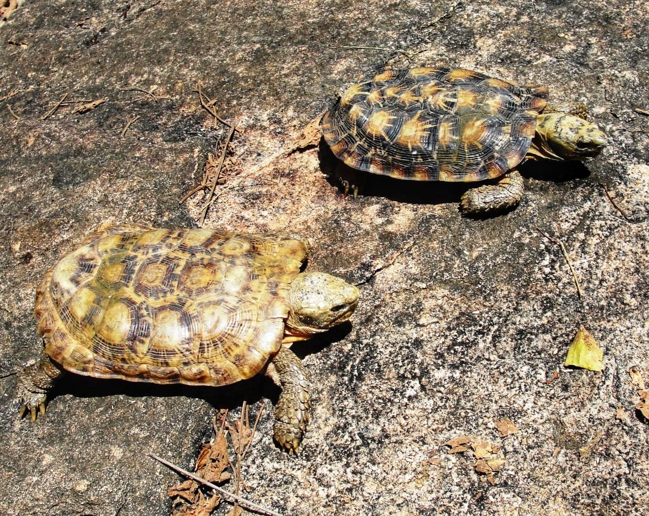 Kenya - Meet Nature's Rock Star! The Pancake Tortoise is not your ...