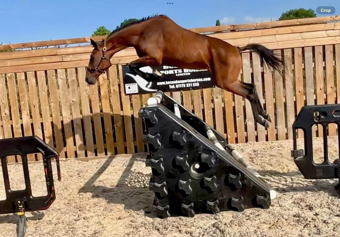 💥New stallion: The Grand Prix jumping stallion Chatinue
