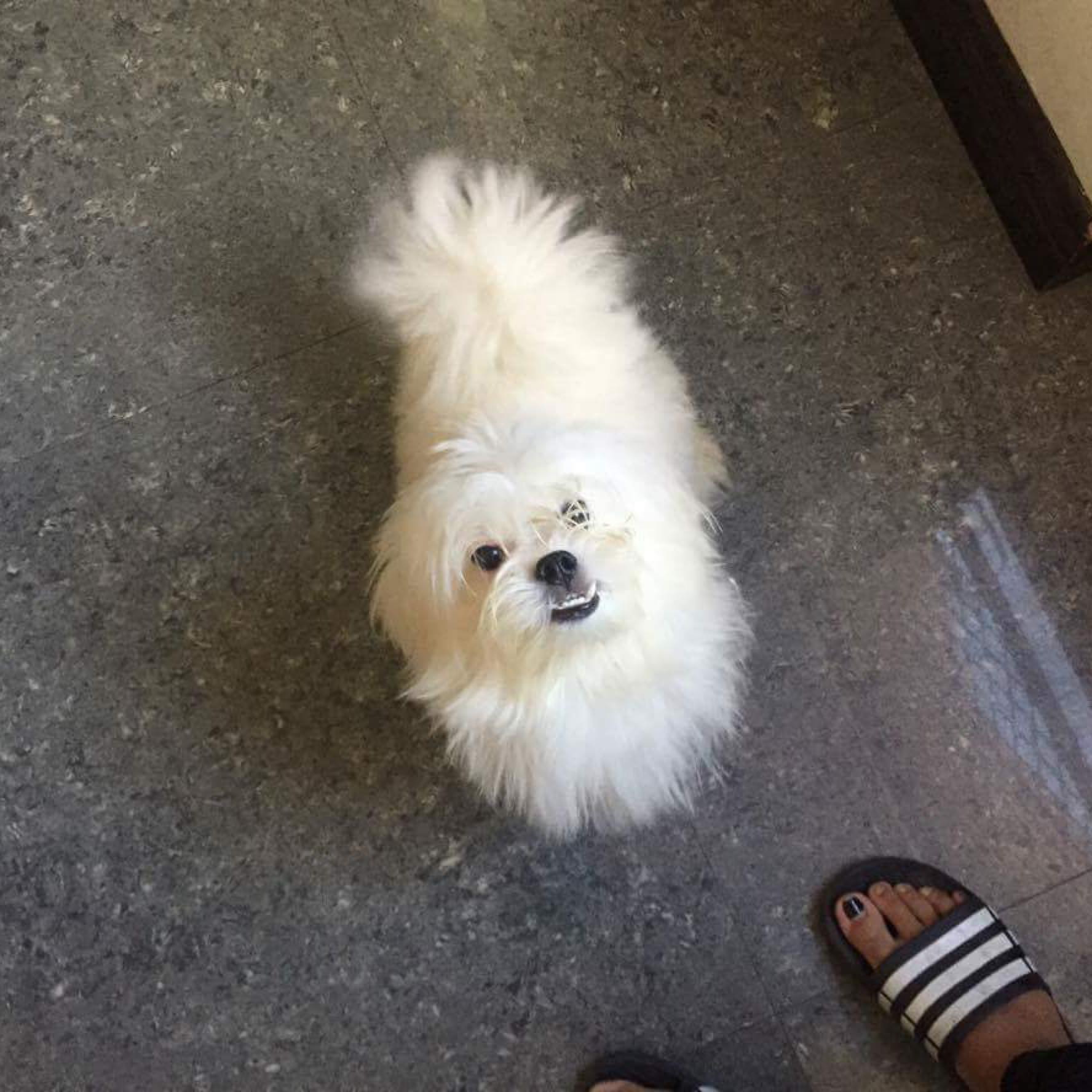 Joff Rockers