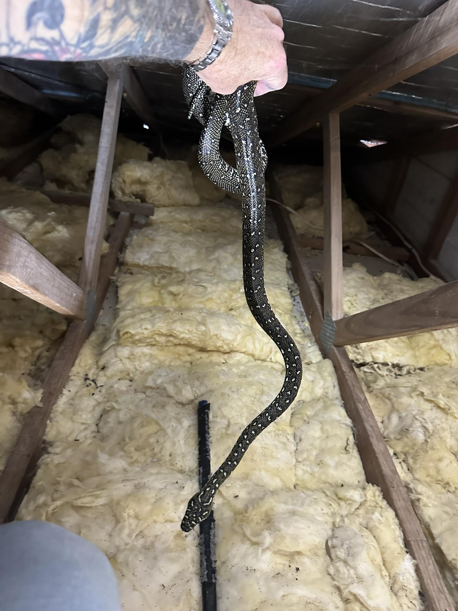 Southern - You are not the snake I was searching for. This morning, I ...