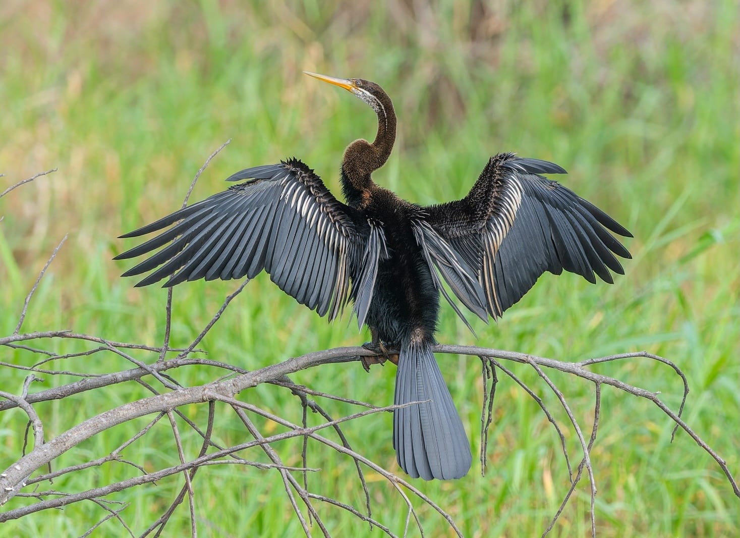 African darter and reed cormorant sharing a perch