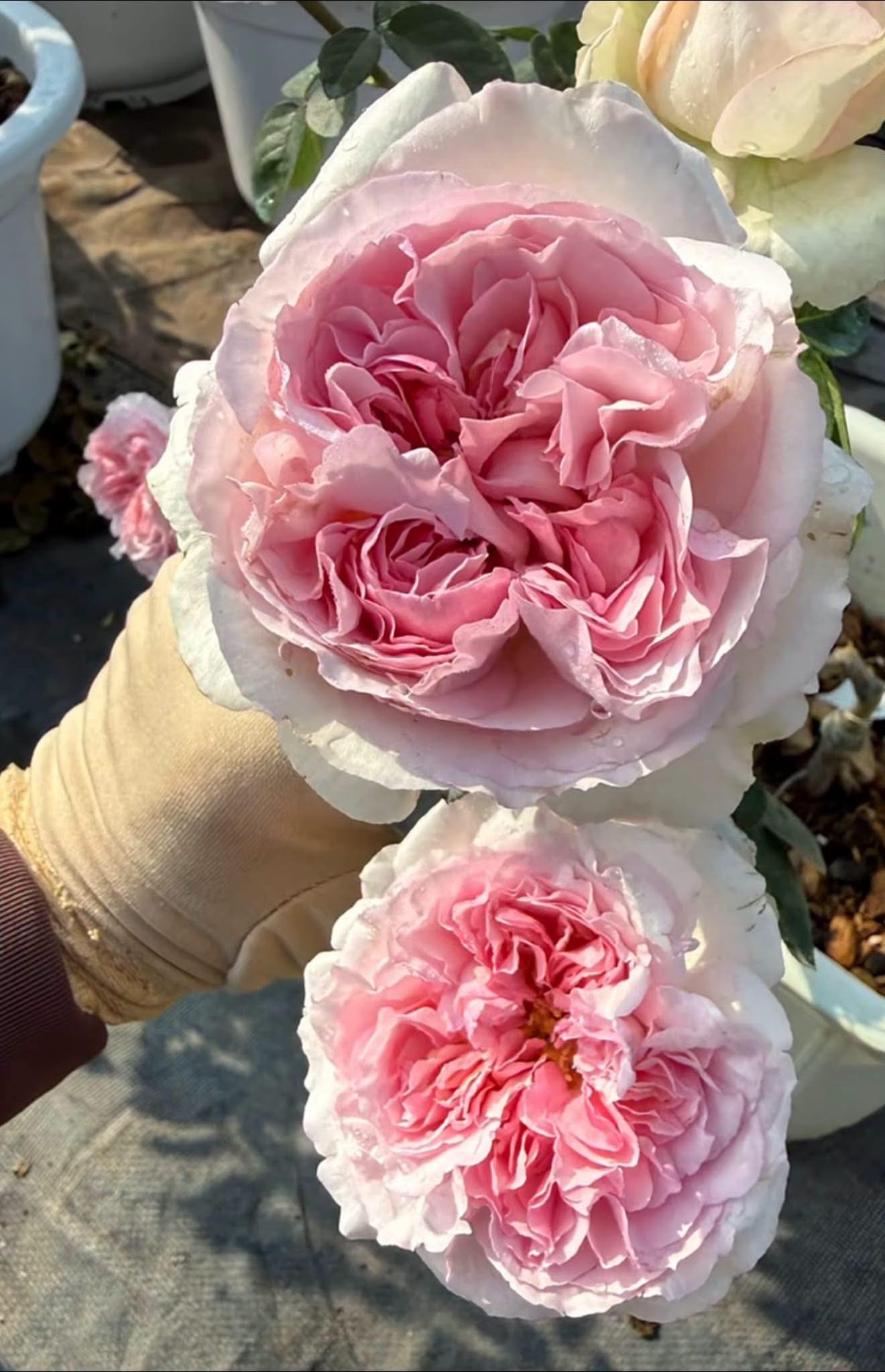 The Rose Garden - The Rose Garden added a new photo.