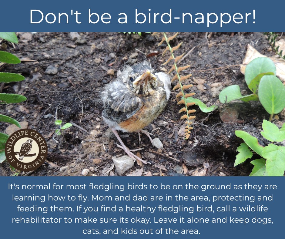 Wildlife - Don't be a bird-napper! If you find a young bird on the ...