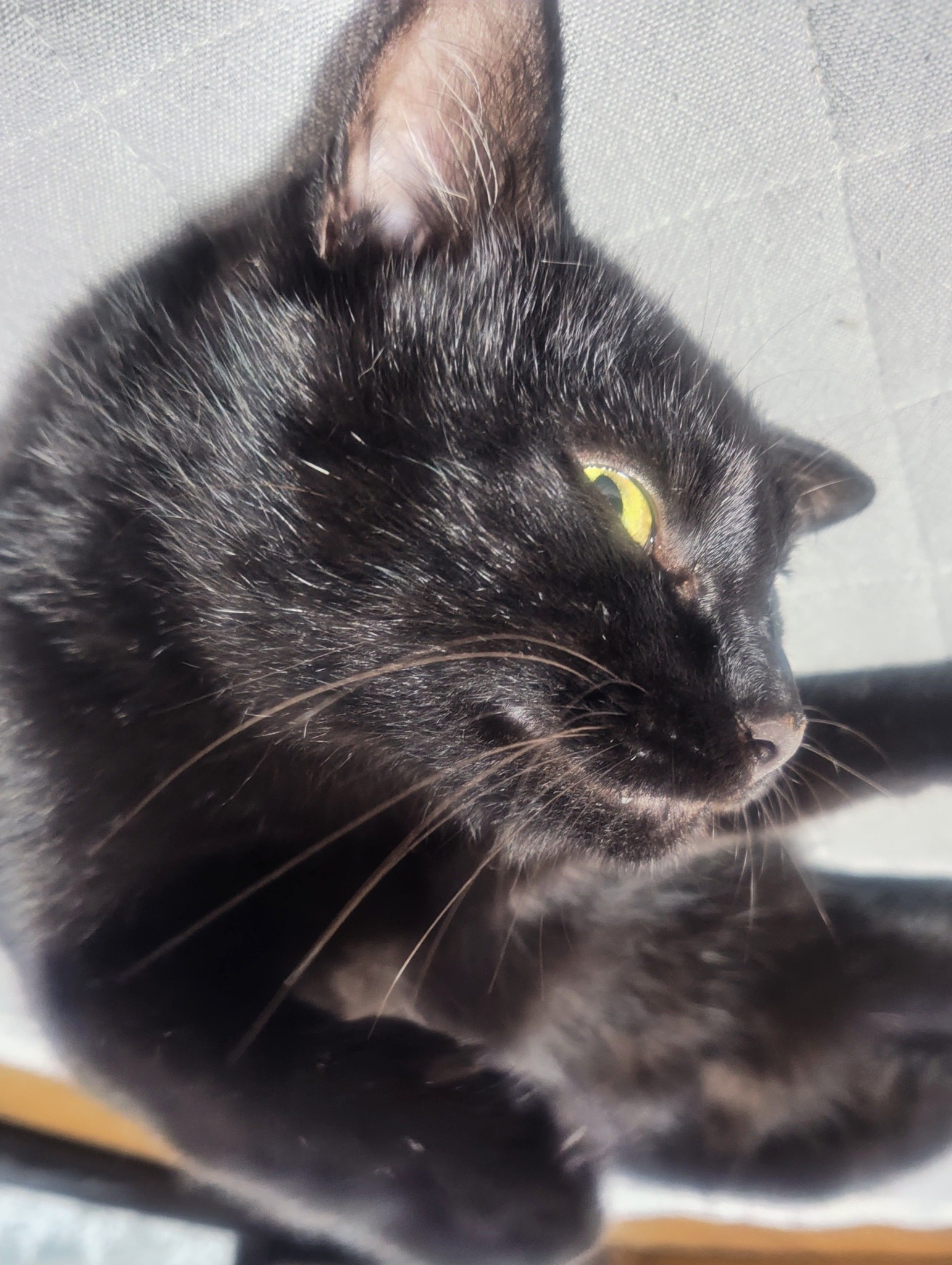 初めて知りました。 黒猫の日！ 黒猫の日に黒猫に玄関でお迎えして