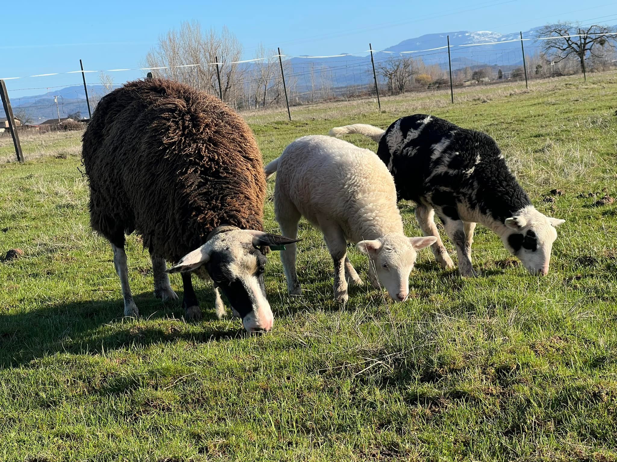 Smilin Cow Ranch | Eagle Point OR