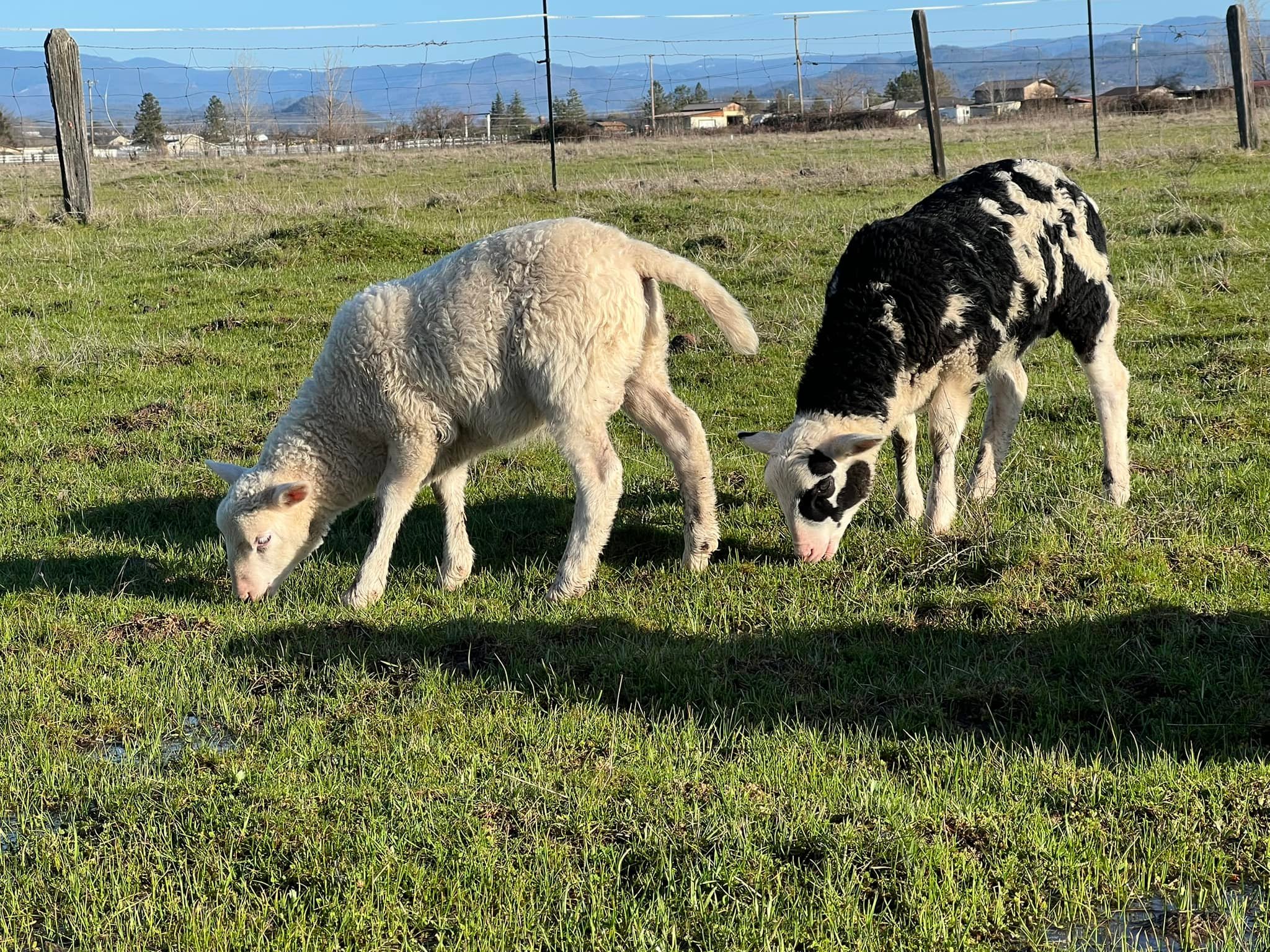 Smilin Cow Ranch | Eagle Point OR