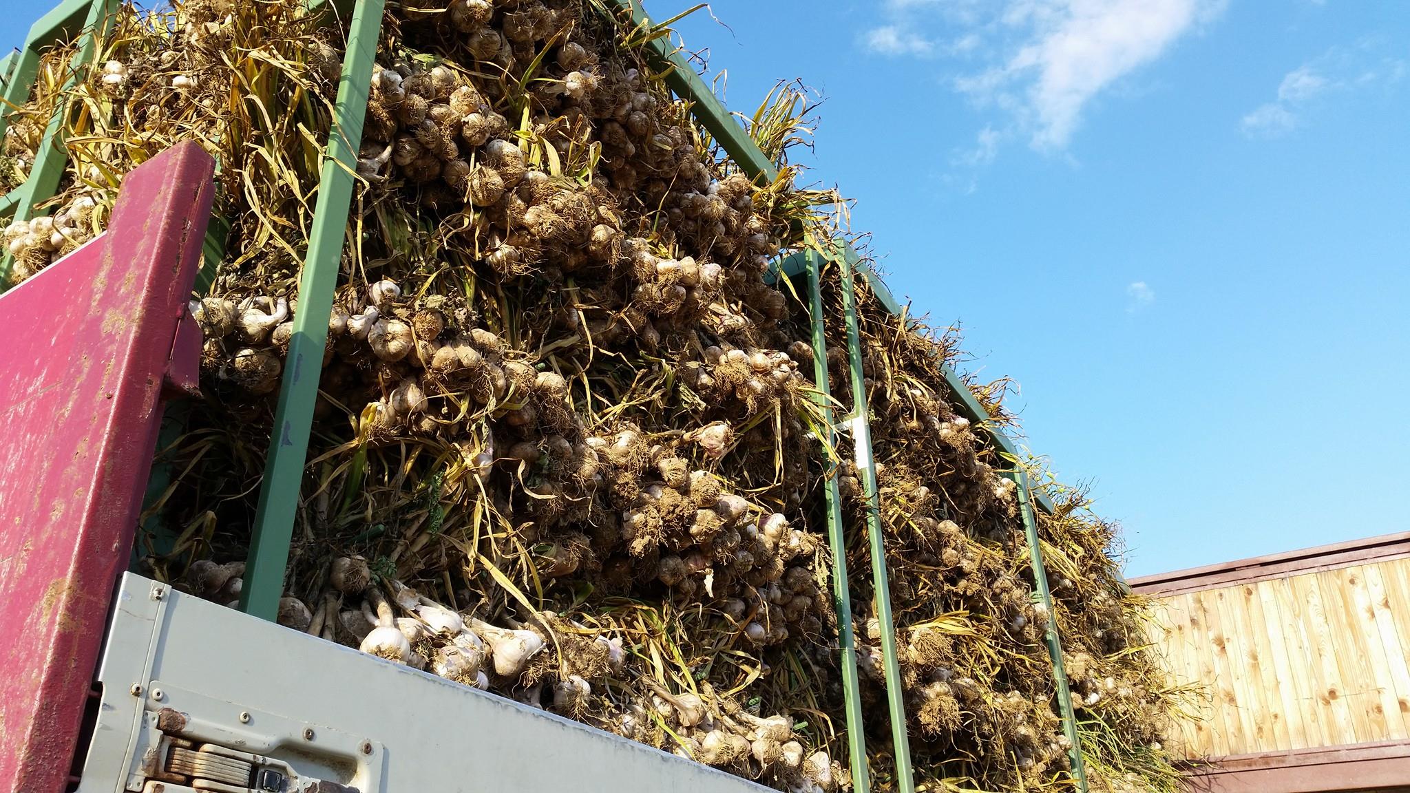 Knoblauch Ernte 2k16 Garlic Skrh Sk Rh Schmalzbauer Romann