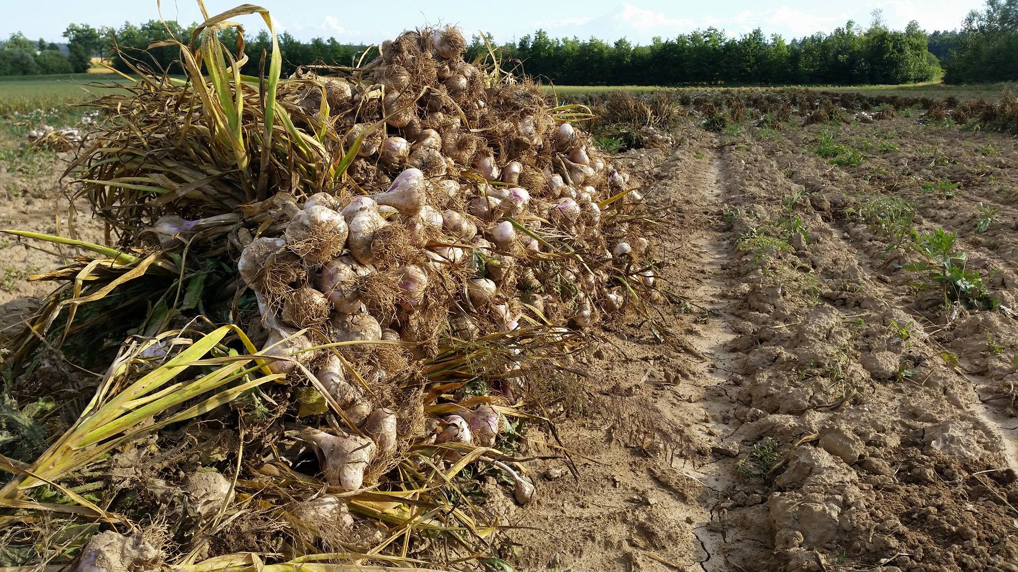 Knoblauch Ernte 2k16 Garlic Skrh Sk Rh Schmalzbauer Romann