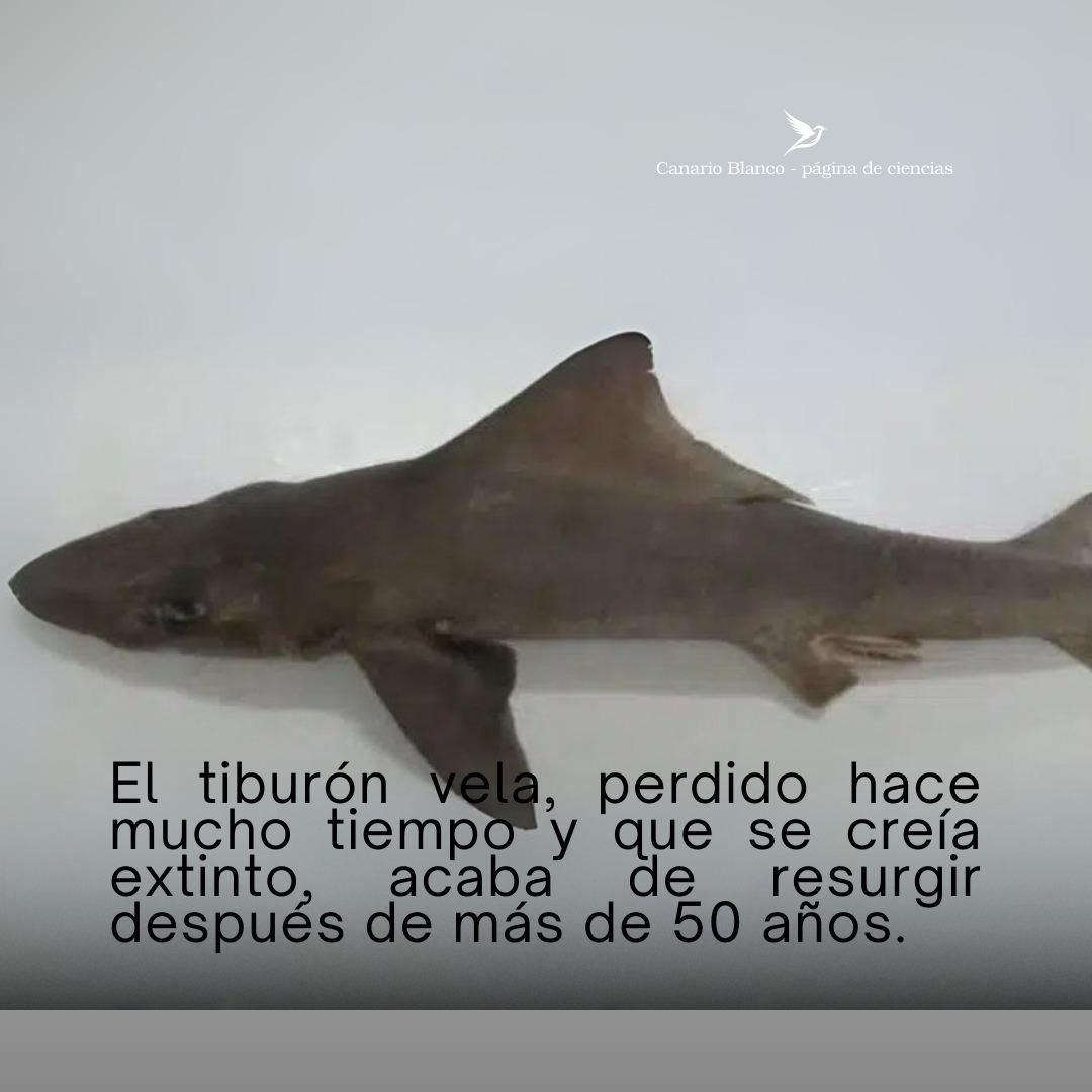 Canario - 🦈 ¡Uno de los tiburones más raros del mundo acaba de ser ...