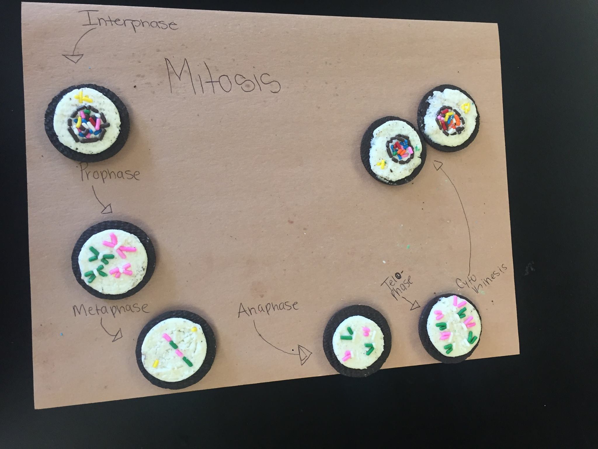 Learning about the cell cycle can be... - Elm Grove Eagles