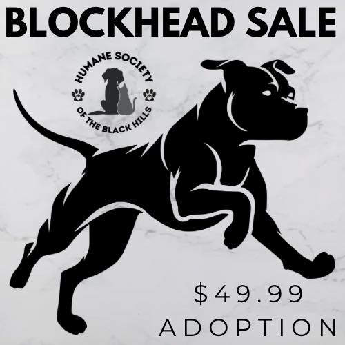 🎉 Fridays Just Got a... - Humane Society of the Black Hills | Facebook
