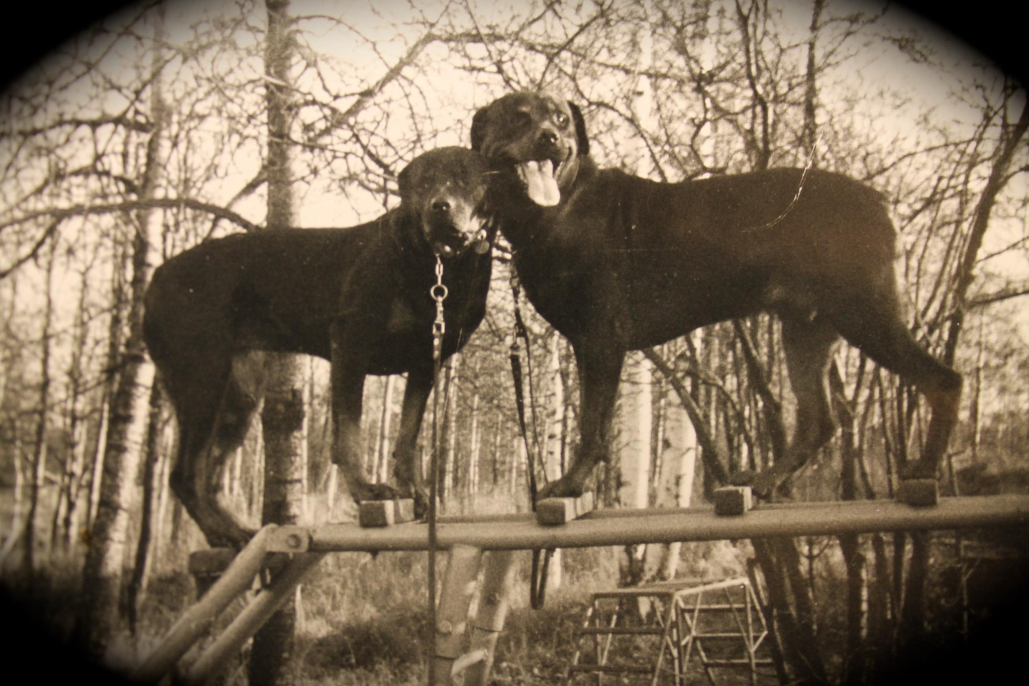 Rottweilereiden erikoisnäyttely - Finnish Rottweiler special show 2024 ...
