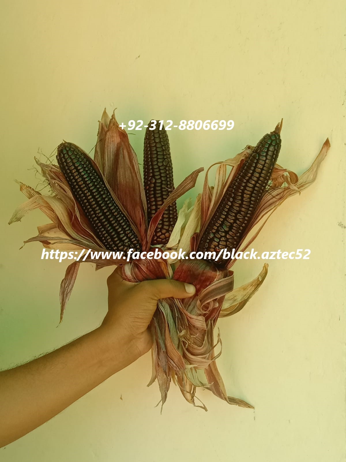 Black Aztec Seeds | Faisalabad