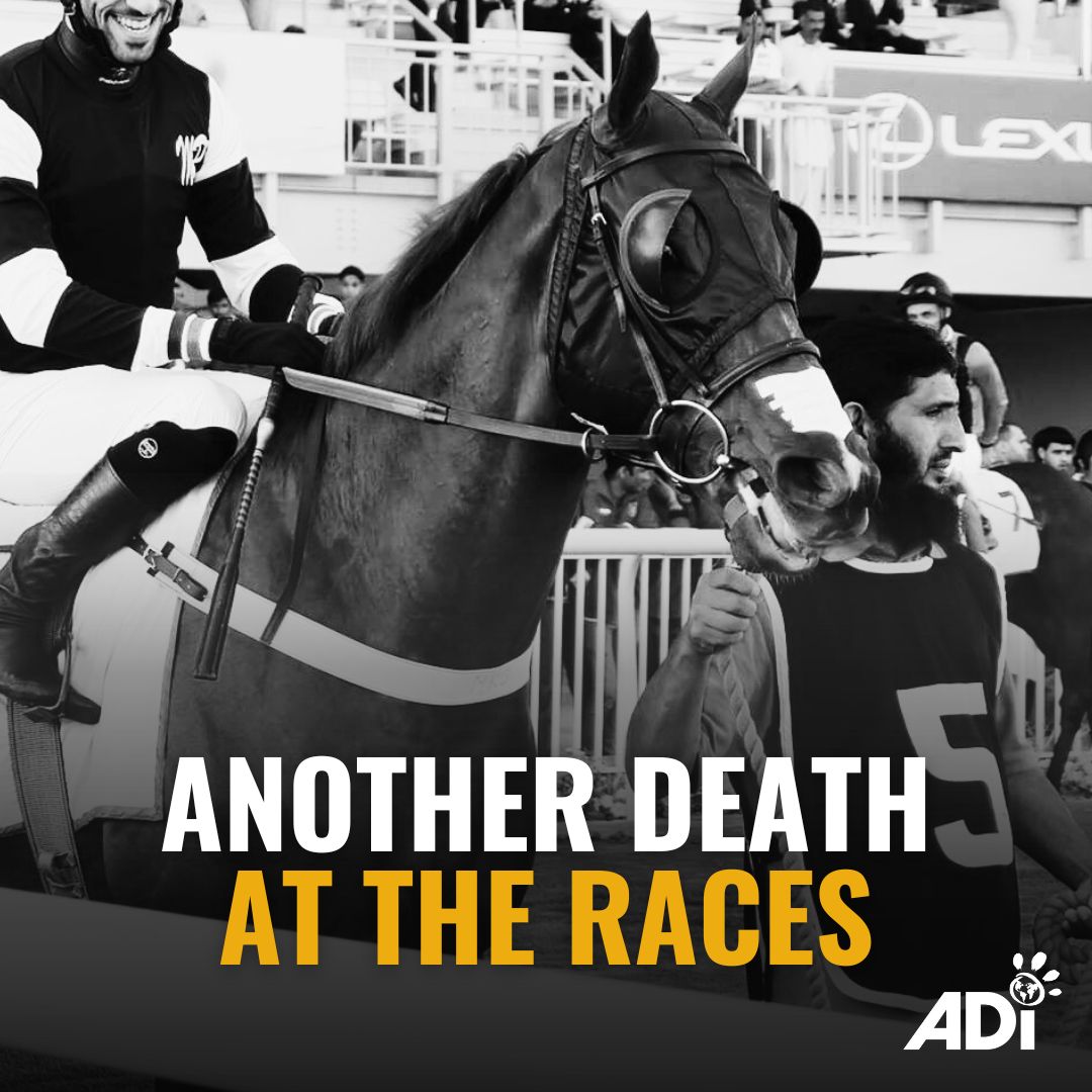 Animal - Dancing City, an 8-year-old racehorse, died tragically last ...