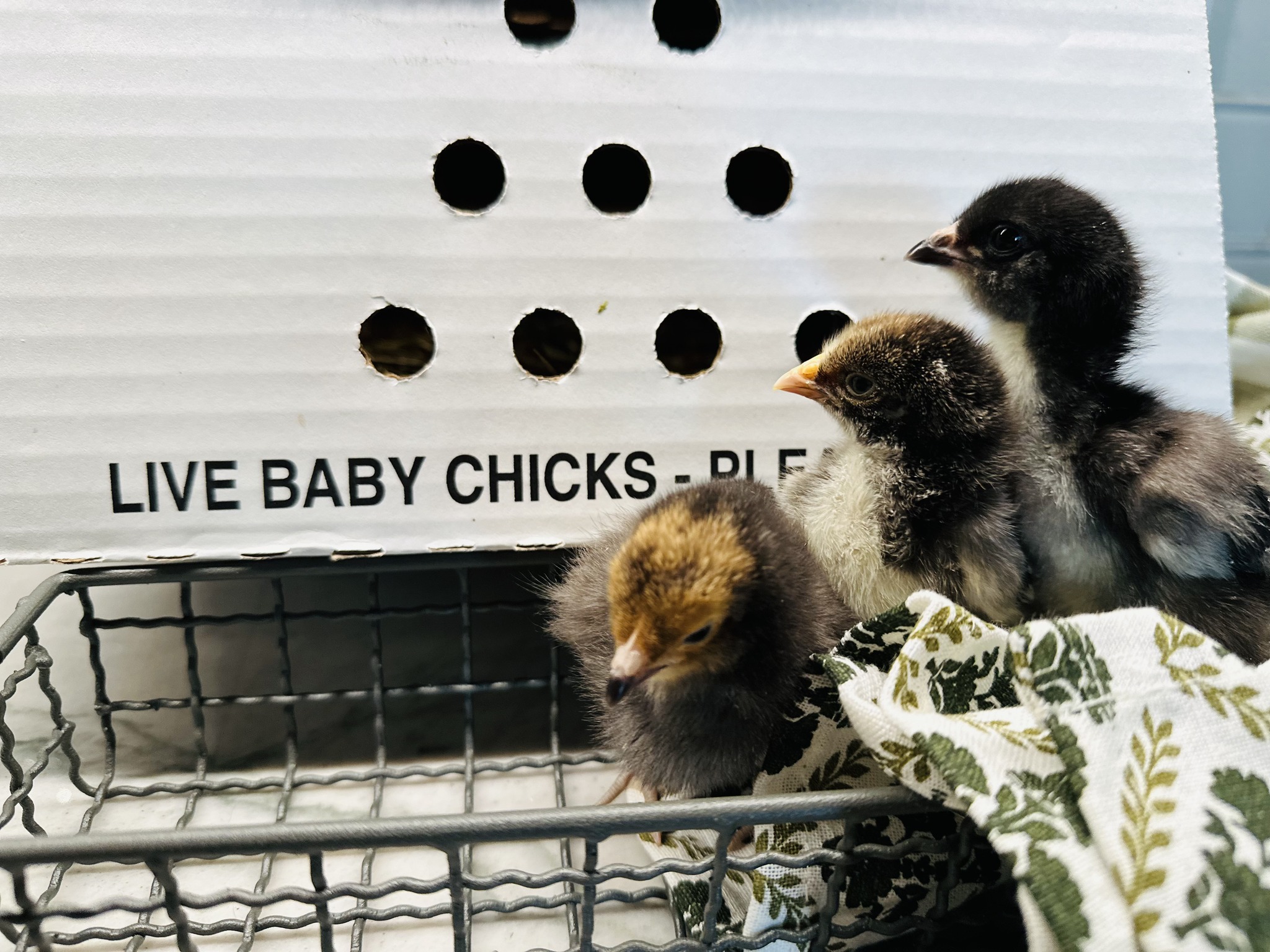 🚢🐥Who Wants Paragon Hatchery to SHIP... - Paragon Ridge Ranch | Facebook