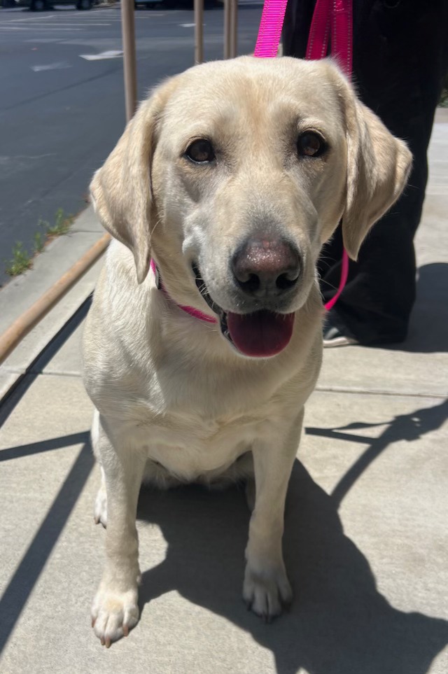 Monterey Bay Lab Rescue