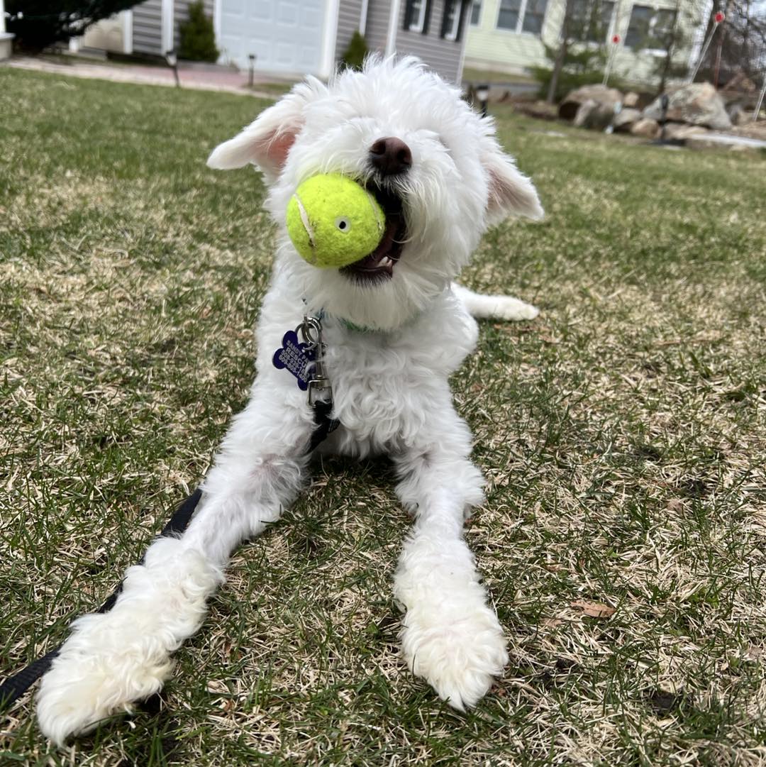 Meet Waldorf 🎾 Waldorf is... - Sandy Paws Rescue Inc. | Facebook