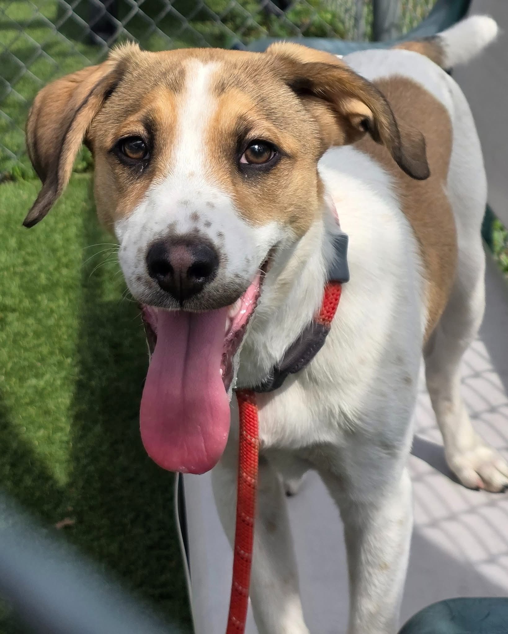 Animal Rescue Rhode Island | South Kingstown RI