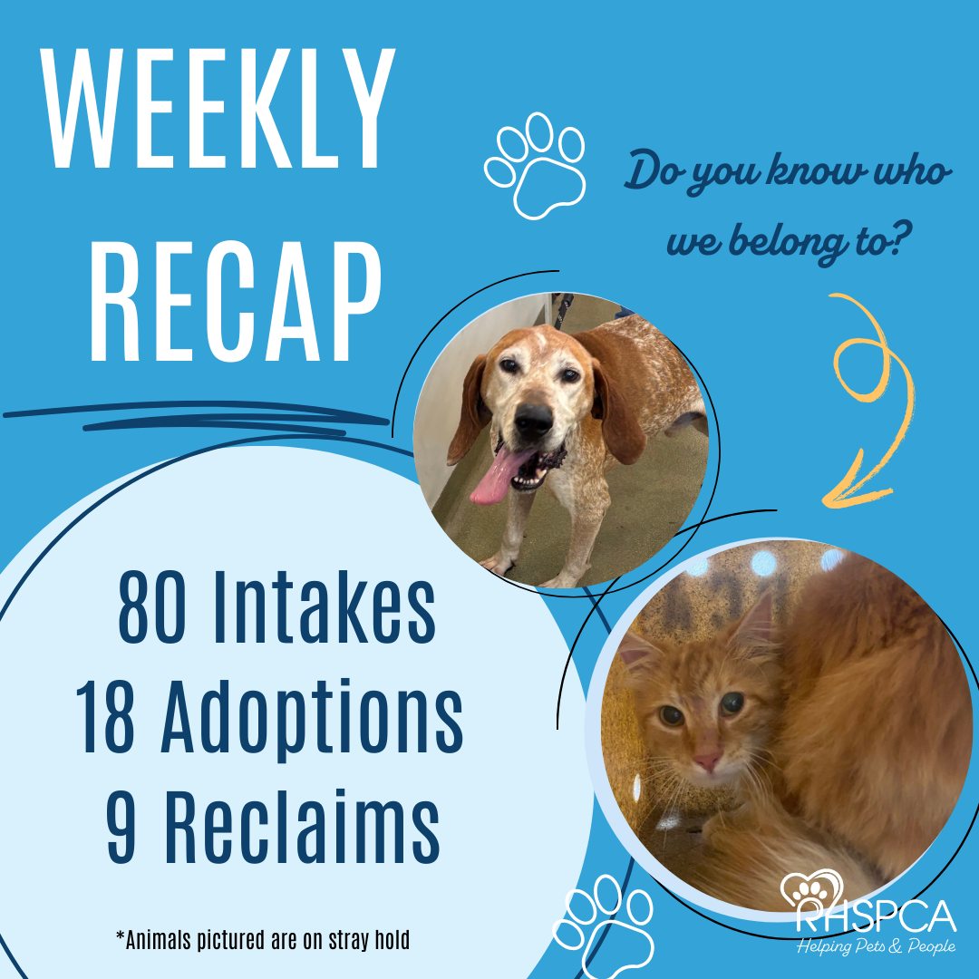 Rockingham-Harrisonburg - 🐾The RHSPCA has been experiencing high intake ...