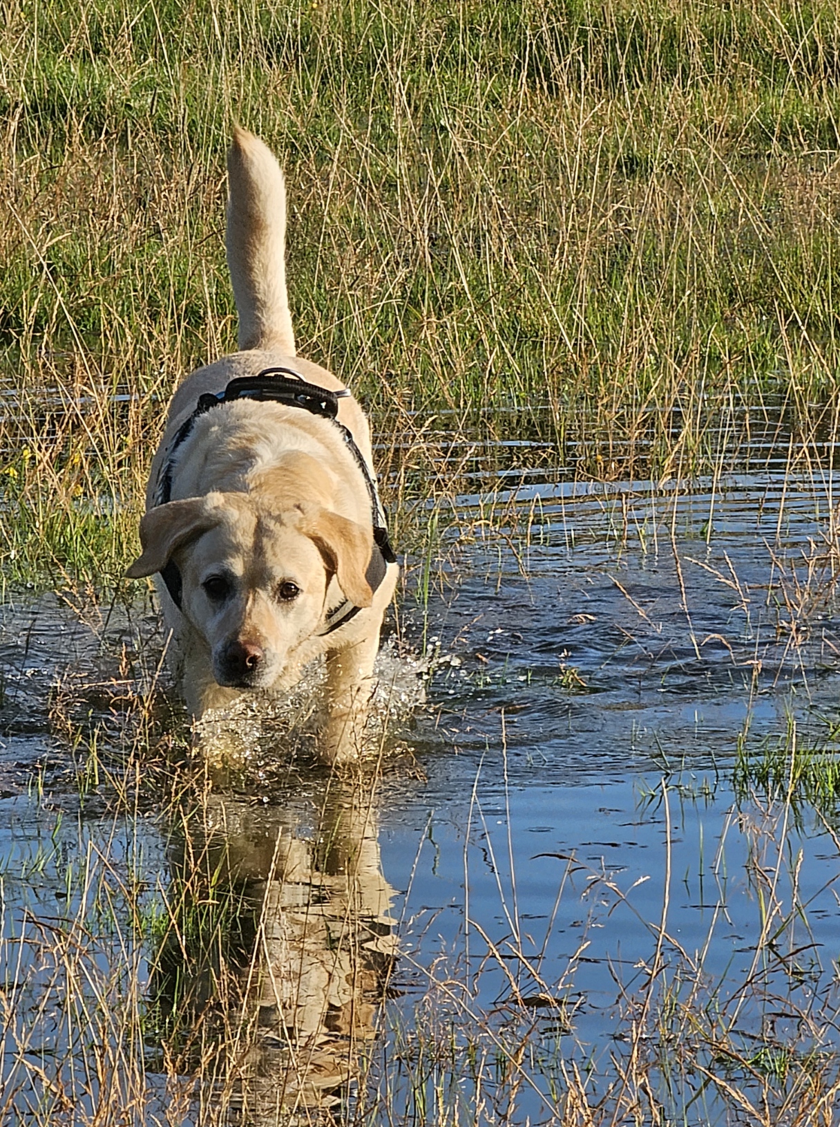 Labrador Lifeline Trust