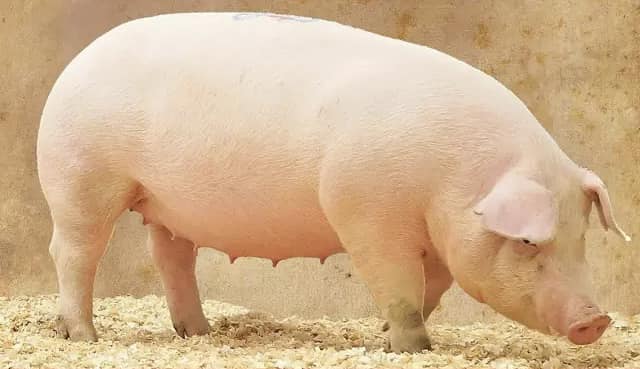 JSW Farm Supply | West Liberty KY