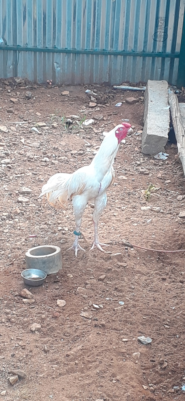 Ksb Seval Farms