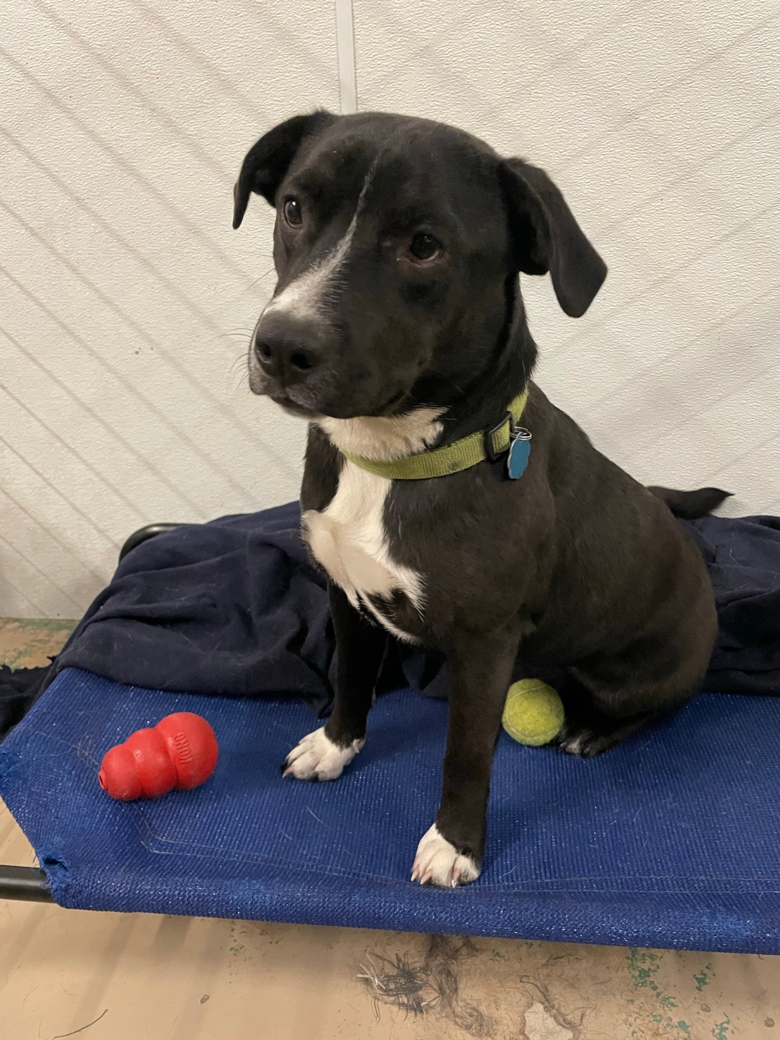 Lucy is a one year... - Project Hope Animal Rescue Foundation