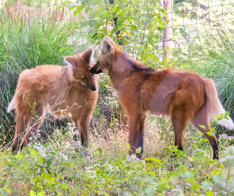🌸 Maned Wolf Monday! 🦊 These... - Connecticut's Beardsley Zoo | Facebook