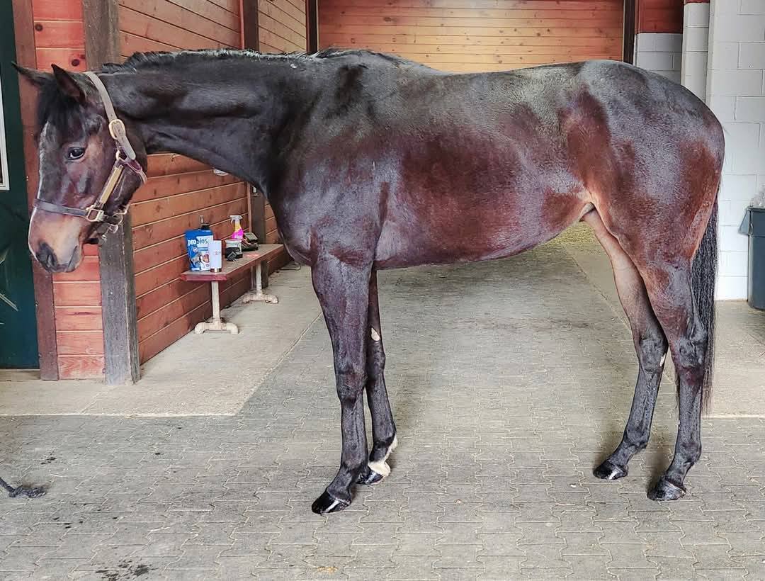 ReRun Thoroughbred Adoption... - ReRun Thoroughbred Adoption