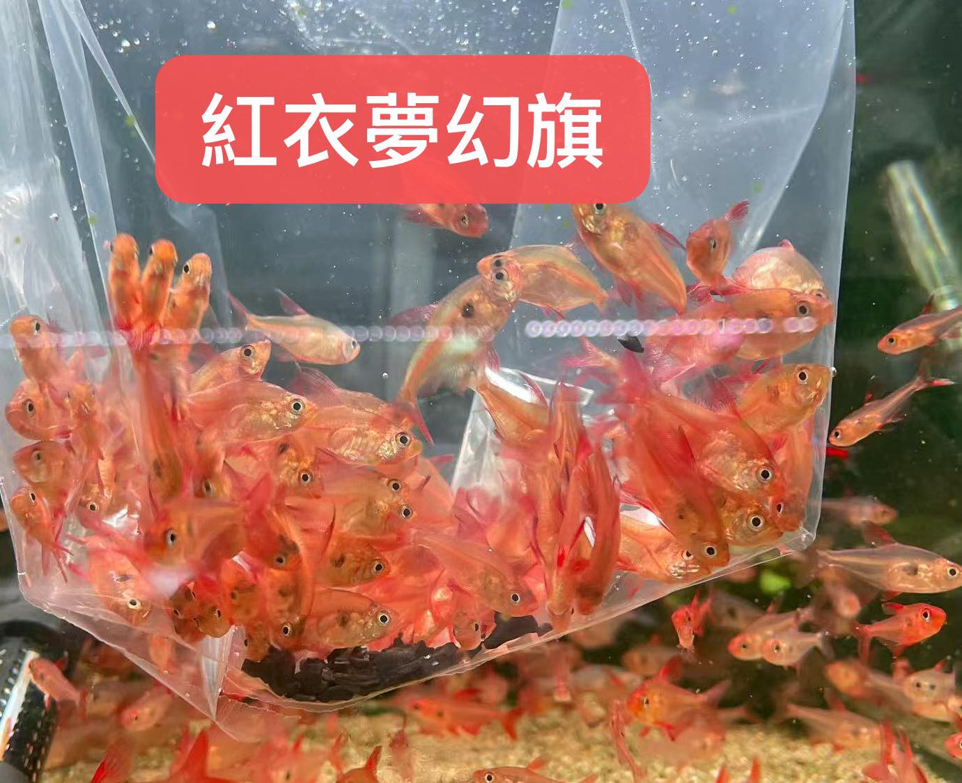 荃灣水族情迷aquadesign added a new photo. - 荃灣水族情迷aquadesign