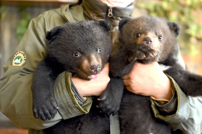 OneMoment A pair of 70-day-old twin black bear cubs greet the
