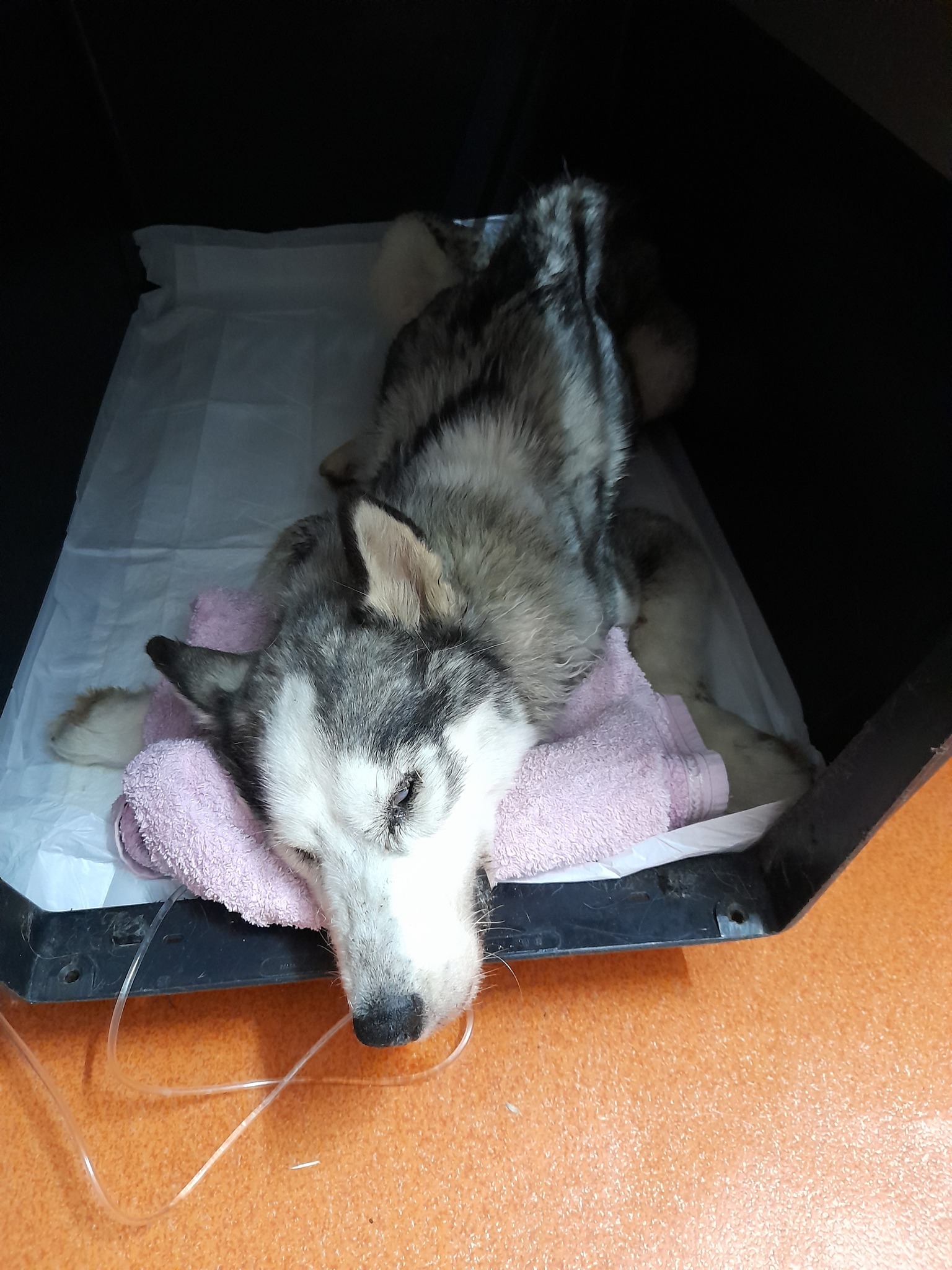 Asociatia pentru protectia animalelor Robi - www.4animals.ro CONTACT ...
