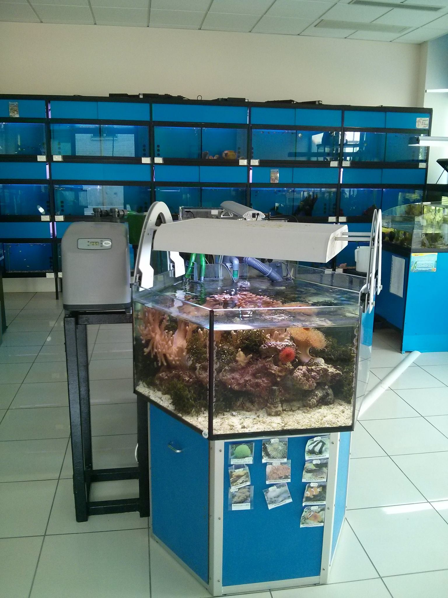 Acquario per passione | Gubbio