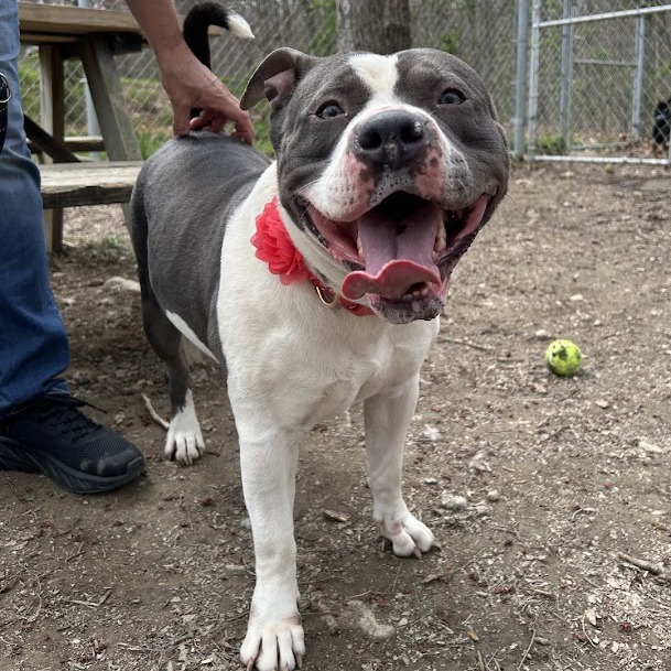 Shenandoah - Miss Dixie is up for adoption! Meet this delightful canine ...