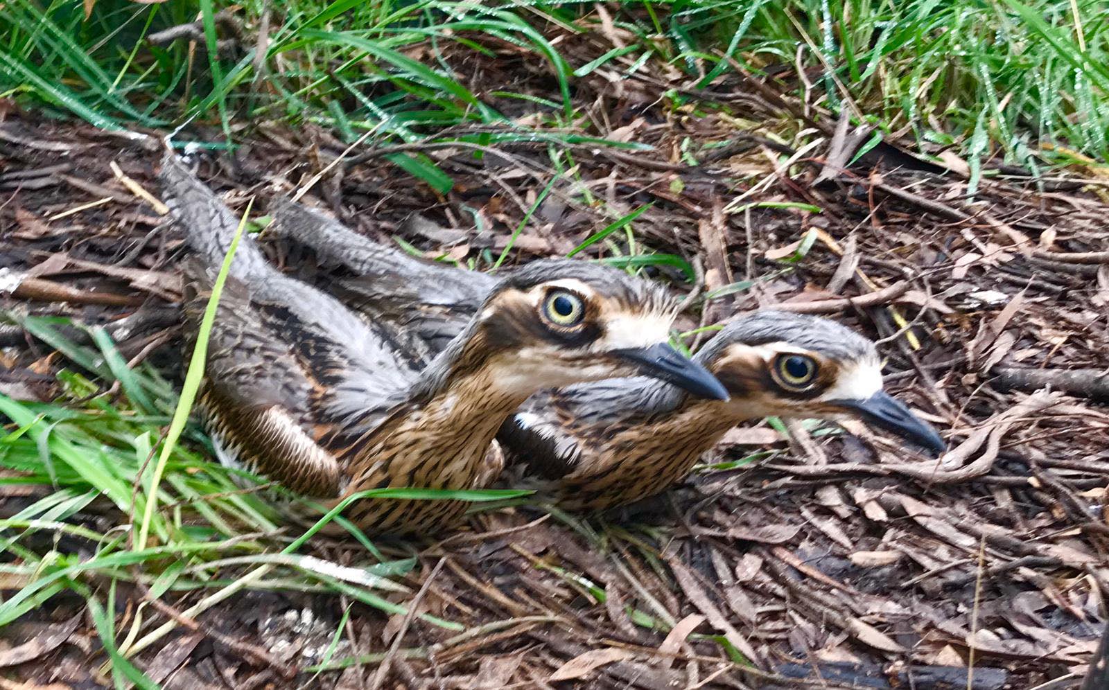 Mt Rothwell - Biodiversity Interpretation Centre | Little River VIC