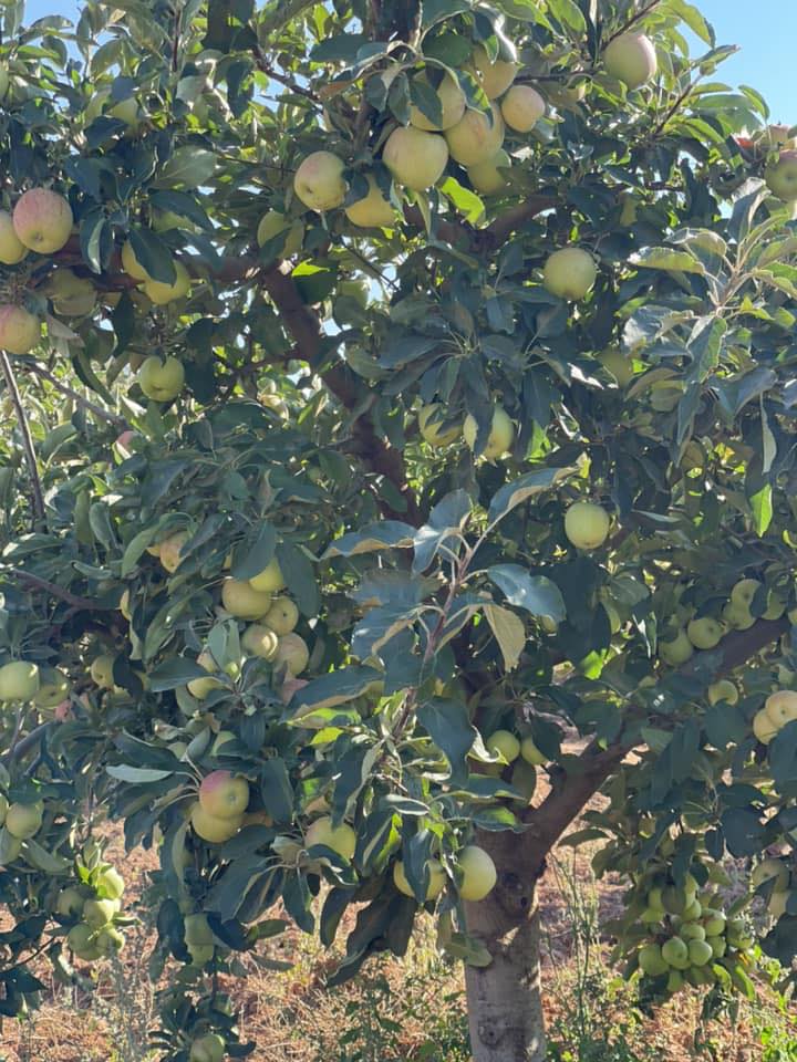 غلال ليبيا-Libya Fruits