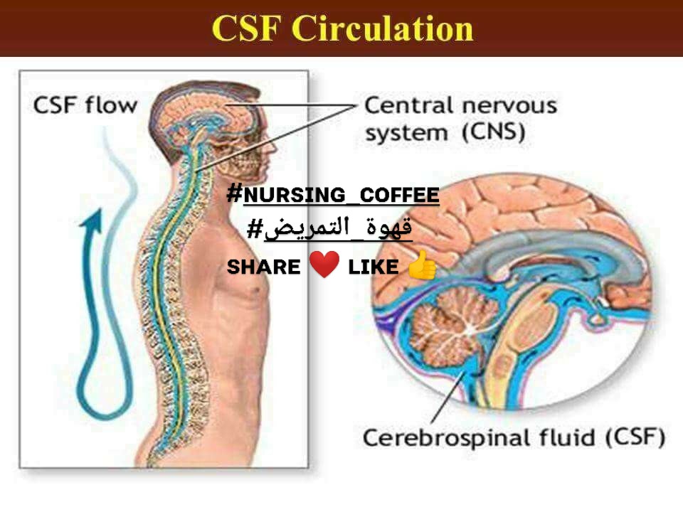 Human Anatomy Group | Cloudy CSF usually indicates | Facebook
