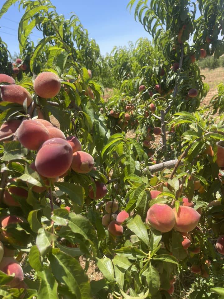 غلال ليبيا-Libya Fruits