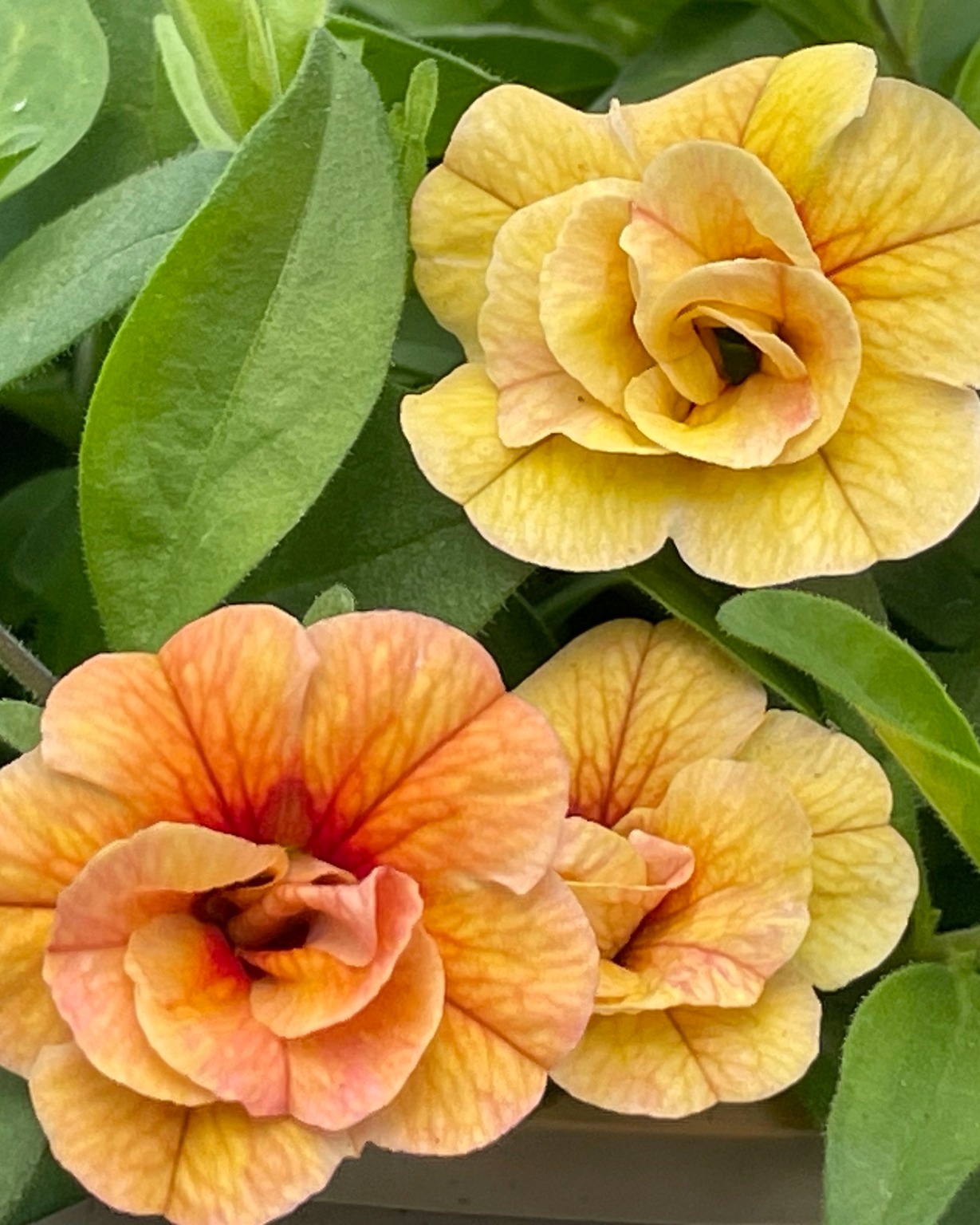 Ebert's Greenhouse Village Calibrachoa Facebook