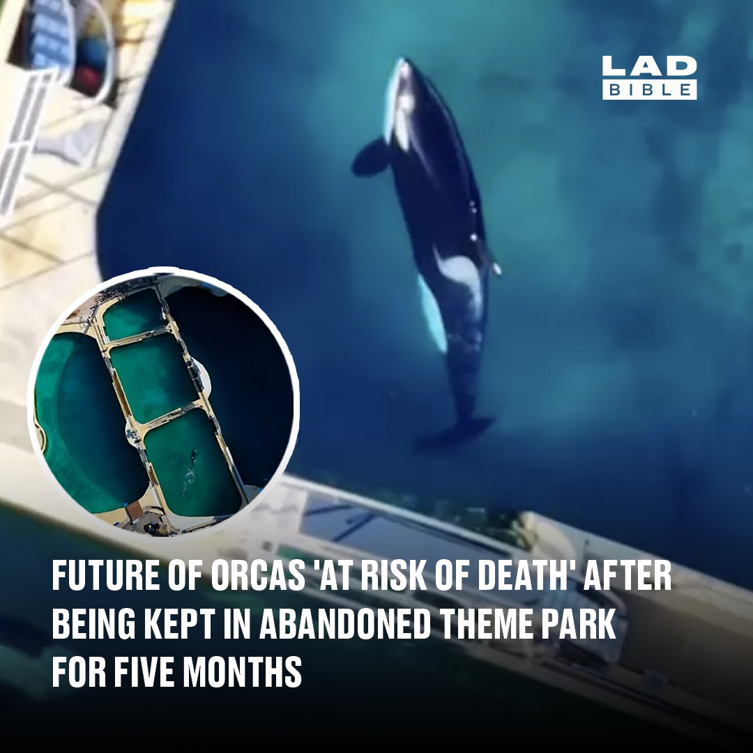LADbible - Officials have given an update on the heartbreaking ...