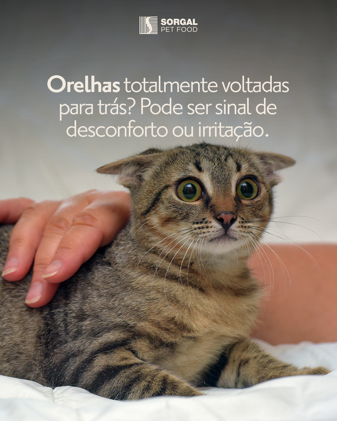 Sorgal Pet Food
